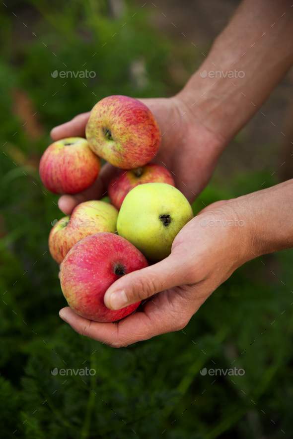 Men\'s hands hold six ripe juicy apples against a background of greenery. Concept: harvesting.