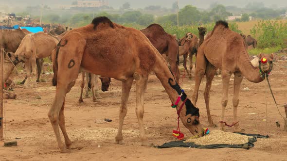 Camels at the Pushkar Fair Also Called the Pushkar Camel Fair or Locally As Kartik Mela alt