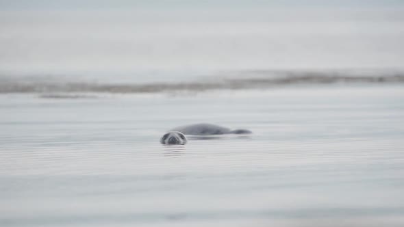Seals Swimming On The Calm Water In Rathlin Island, Northern Ireland, UK. - medium shot alt