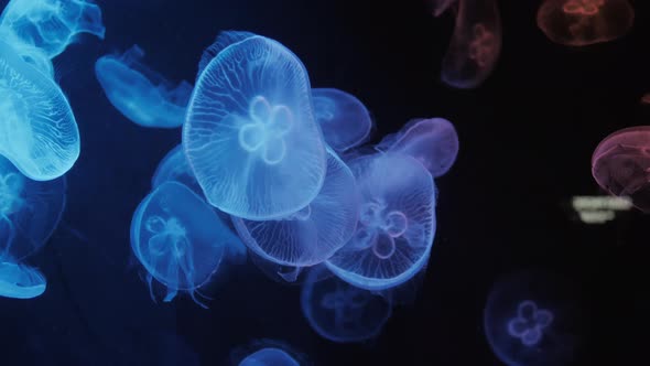 Jellyfish Move In The Water On A Blue Background alt