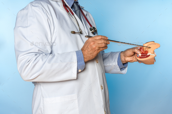doctor with stethoscope pointing to a female genital organ of an anatomical mode