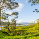 Tea plantation - PhotoDune Item for Sale