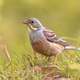 Ortolan Bunting Perched in Grass - PhotoDune Item for Sale