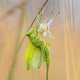 Great green bush-cricket molting - PhotoDune Item for Sale