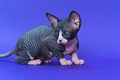 Pretty Canadian Sphynx kitty of color black and white with pricked ears lying down blue background - PhotoDune Item for Sale