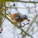 Fieldfare bird picking an apple - PhotoDune Item for Sale