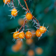 Frosted orange rowan berries - PhotoDune Item for Sale