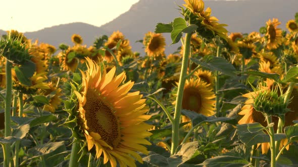 Harvest Season In Sunflower Field alt