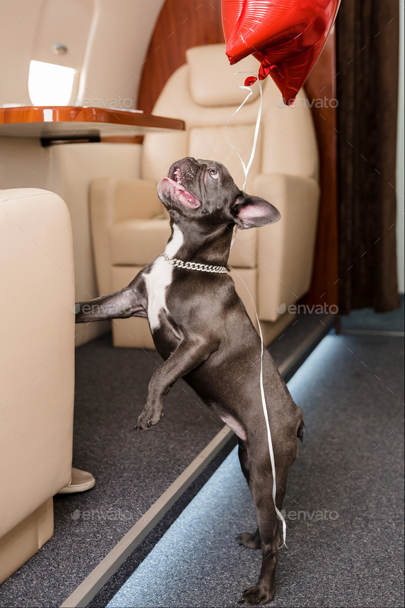 Small dog french bulldog on board of plane, selective focus