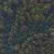Beautiful Autumn Colours of Rainforest from Birds Eye Drone View - VideoHive Item for Sale