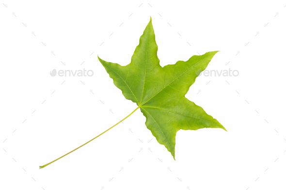 new green leaf isolated - Stock Photo - Images