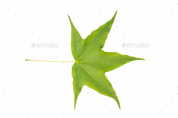 green leaf isolated, Acer mono - Stock Photo - Images