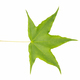 green leaf isolated, Acer mono - PhotoDune Item for Sale