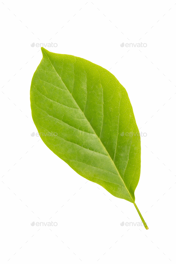 green leaf of magnolia - Stock Photo - Images
