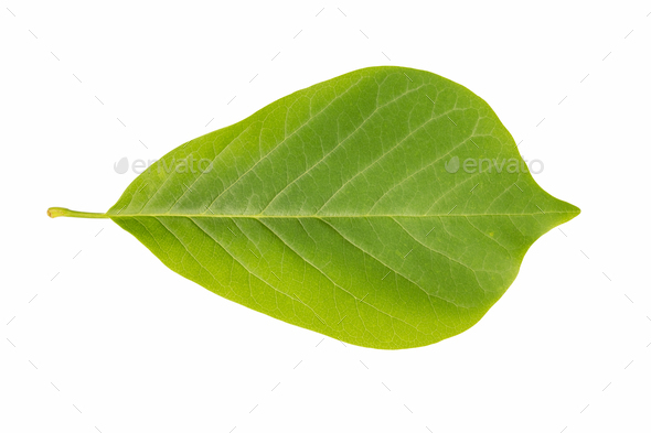 green leaf of magnolia isolated - Stock Photo - Images