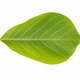 green leaf of magnolia isolated - PhotoDune Item for Sale