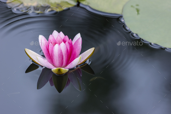 water lily closeup - Stock Photo - Images