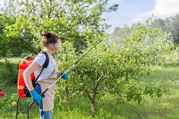 Woman gardener spraying apple trees in a spring orchard