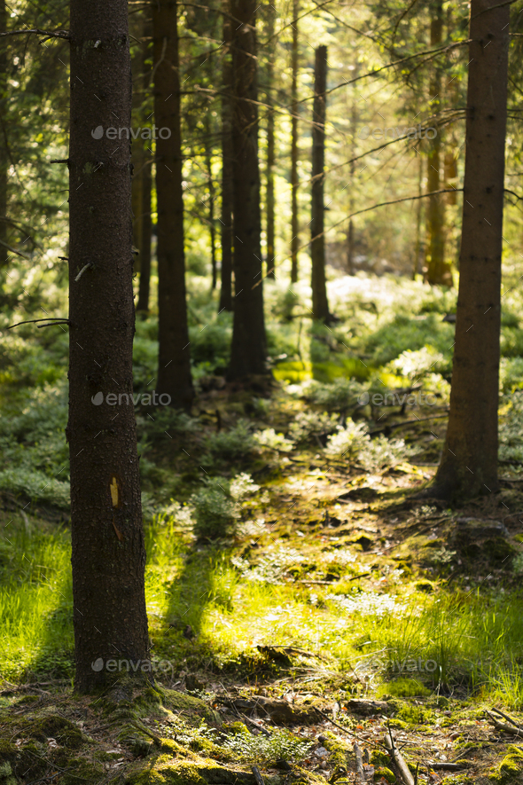 Evening Sunlight In The Forest - Stock Photo - Images
