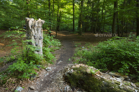 Forest Trail And Tree Fungus - Stock Photo - Images