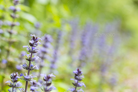 Blue Bugle Flowers With Green Background - Stock Photo - Images
