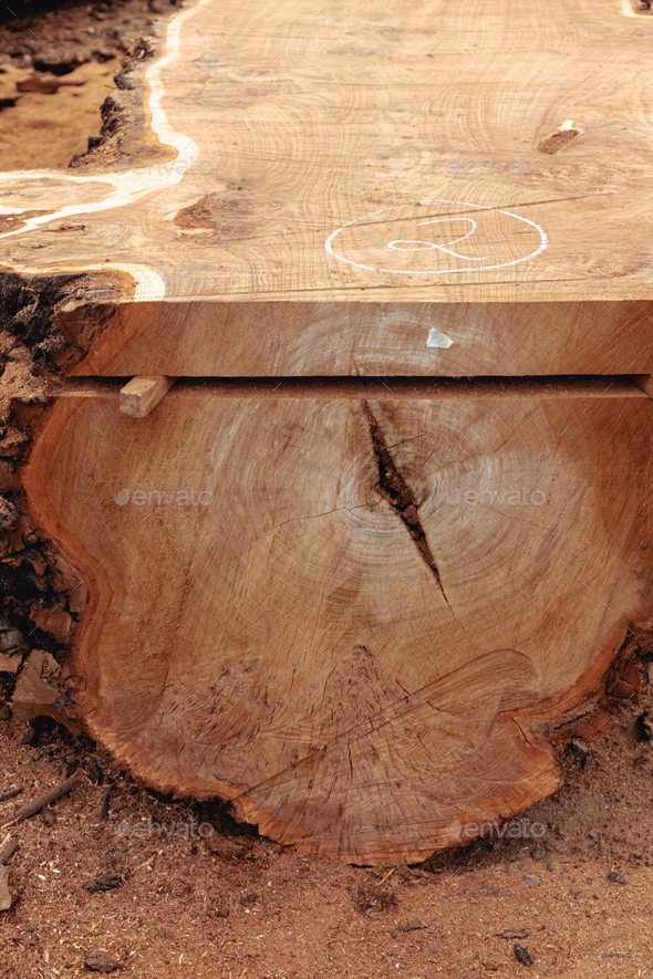 Cut tree trunk in the sawmill. Wood production