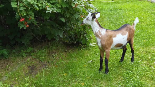 Funny Goat Eating Green Leaves