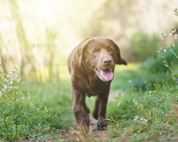 portrait of a beautiful chocolate Labrador retriever dog walking with his tongue out.