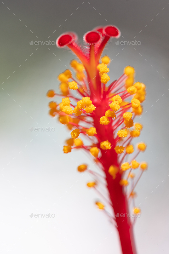 Pistol and Stamens of the Hibiscus Flower Stock Photo by mattcuda PhotoDune