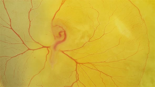 Heartbeat and Blood Flow Through the Vessels in a Chicken Embryo in an Egg alt