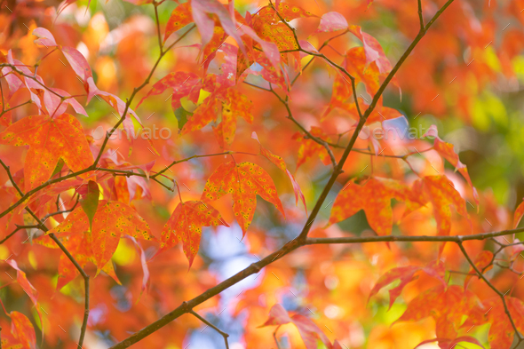 Red maple leaves or fall foliage with branches in colorful autumn ...