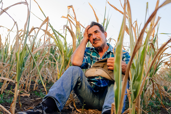 low angle of an old farmer sitting down in the cornfield,