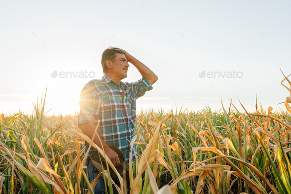 side view of a Worried corn farmer looking over at cornfield in bad condition,