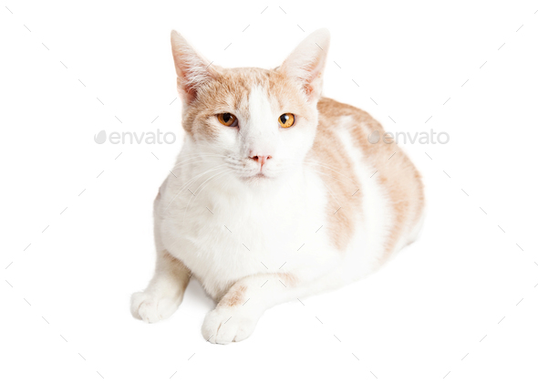Adult Mixed Breed Cat Laying