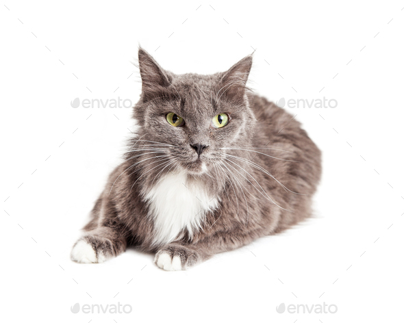 Angry Grey Color Long Hair Ca - Stock Photo - Images