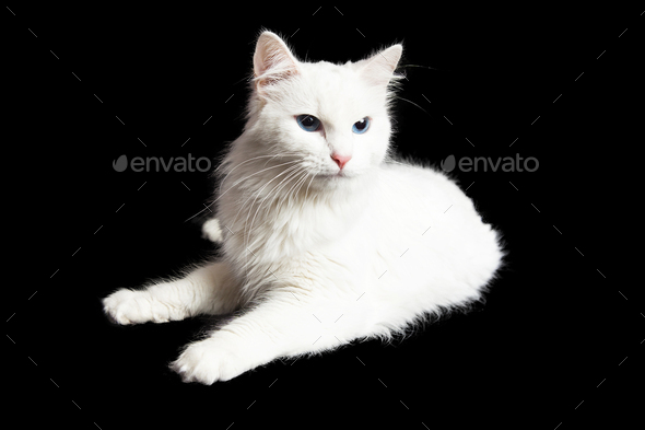 Angry White Cat On Black Background