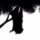 Bat Hanging Off Branch Silhouette - VideoHive Item for Sale