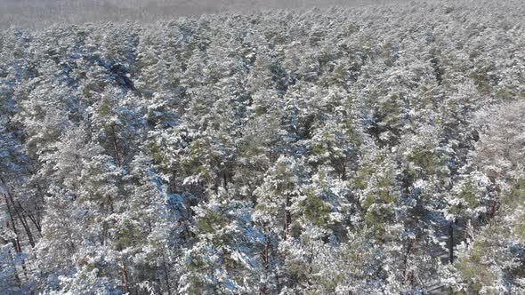 Beautiful Winter Forest