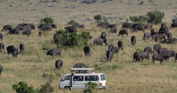 Photo Safari, African Buffalo, syncerus caffer, Herd in Savannah, Nairobi Park in Kenya, Real Time alt