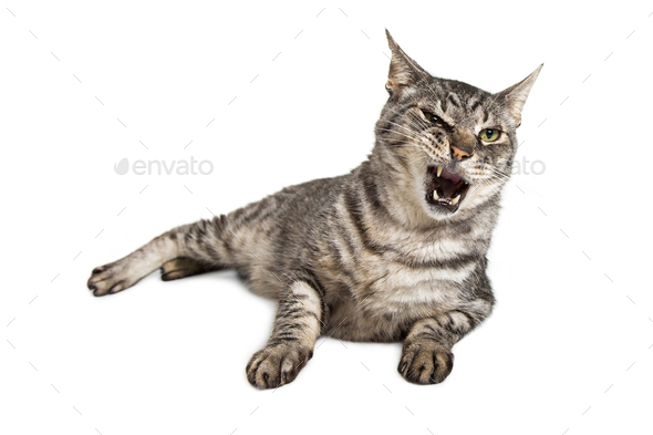 Funny Cat With Mouth Open and Teeth Out