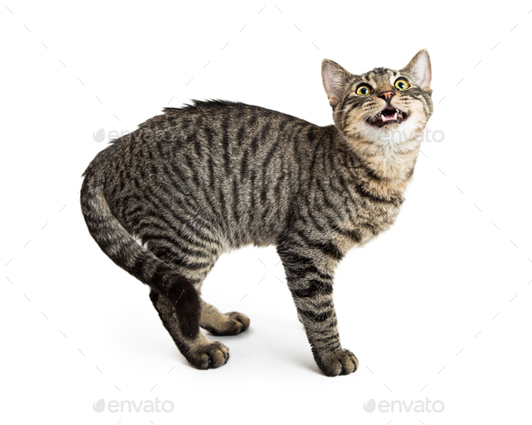Tabby Cat With Arched Back and Open Mouth