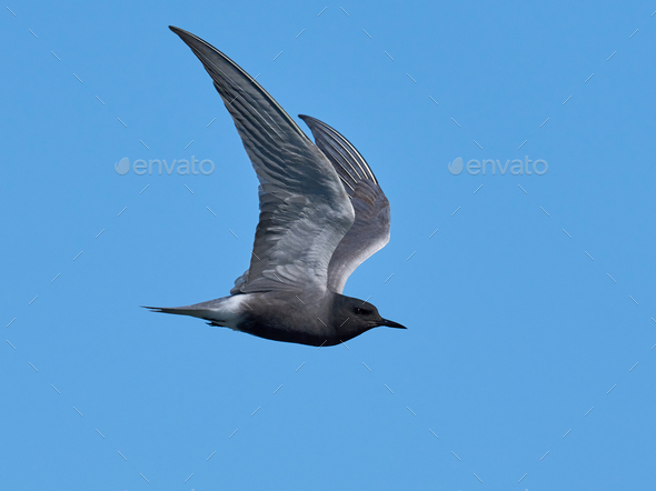 Black tern (Chlidonias niger) - Stock Photo - Images