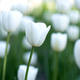 Brilliant tulip flowers with white petals - PhotoDune Item for Sale