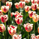 Brilliant tulip flowers with pink and orange petals - PhotoDune Item for Sale