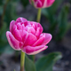 Brilliant tulip flowers with pink and white petals - PhotoDune Item for Sale