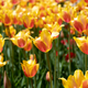 Brilliant tulip flowers with pink and orange petals - PhotoDune Item for Sale