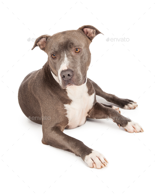 Cute Young Blue Pit Bull Dog