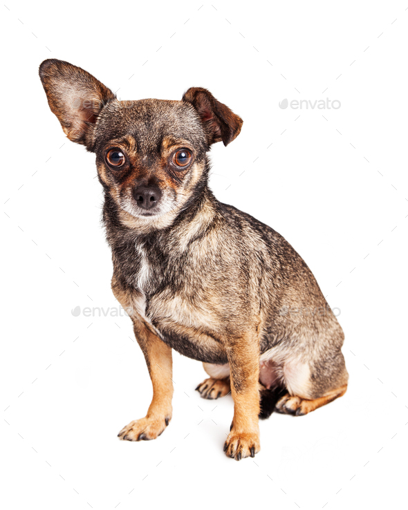 Cute Chihuahua Crossbreed Dog One Ear Down