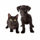 Black puppy and kitten - PhotoDune Item for Sale