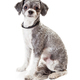Adorable Havanese Crossbreed Dog Sitting - PhotoDune Item for Sale